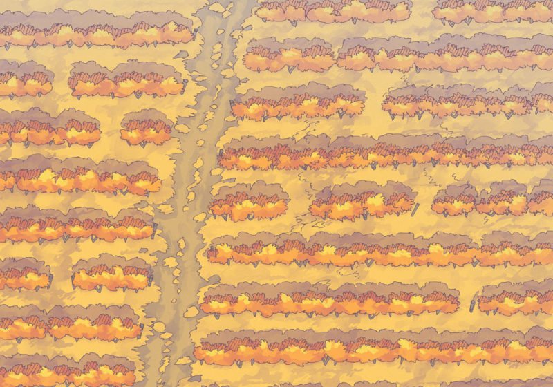 Vineyard (23x16) Autumn, Day