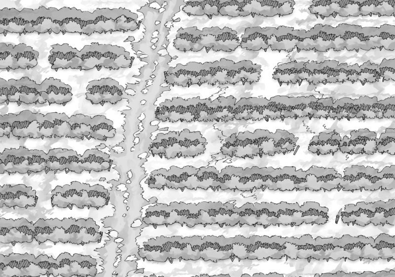 Vineyard (23x16) B&W