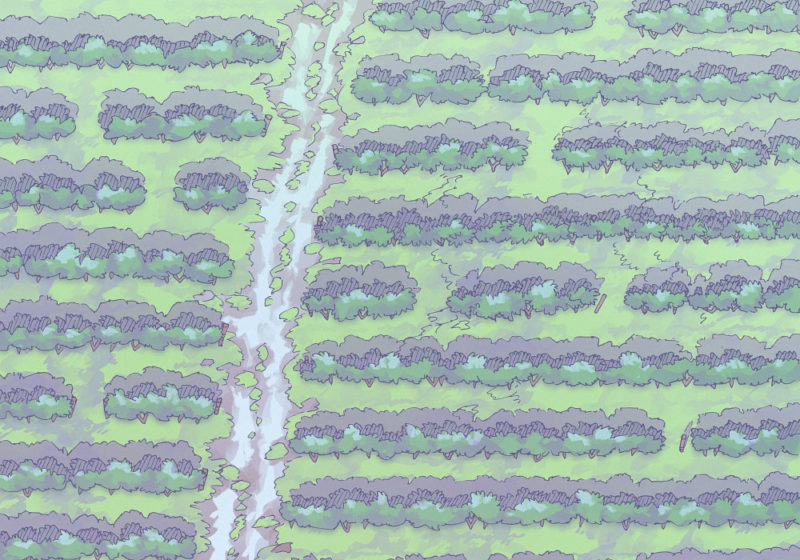 Vineyard (23x16) Morning